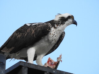 Osprey in Florida