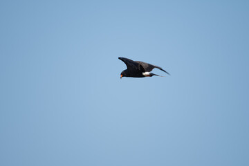 snail kite searching for prey