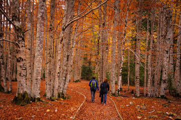 Autumn in Ordesa Canyon (Ordesa and Monte Perdido National Park, Pyrenees, Spain)