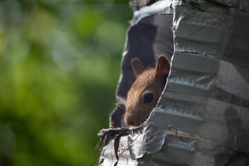 squirrel sitting in a bird feeder