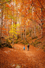 Autumn in the Ordesa forest called Bosque de las Hayas (Beech Forest) (Ordesa and Monte Perdido,...