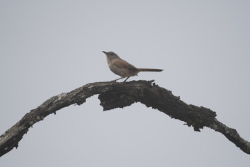 endemic cactus canastero on natural cactus arch