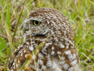 Owls
