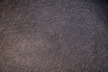 Pferdefell © Petra Fischer