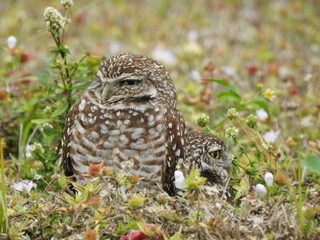 Owls