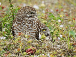 Owls