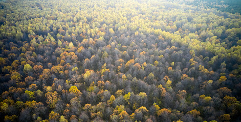 Fototapeta na wymiar Seen from above of the forest in fall. Aerial view