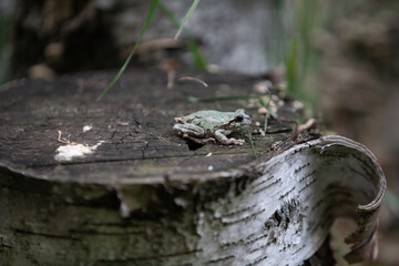Frog