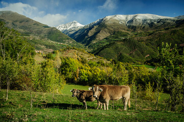 Cows in front of the Vall Fosca valley, an autumn day with the snowy peaks (Lleida, Catalonia, Spain, Pyrenees)