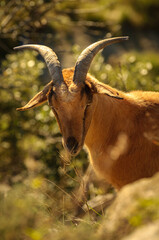 Domestic goats (Capra aegagrus hircus) in the Bellmunt Sanctuary (Osona, Barcelona, Catalonia, Pyrenees, Spain)