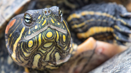 portrait of a red eared slider