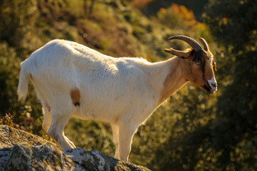 Obraz premium Domestic goats (Capra aegagrus hircus) in the Bellmunt Sanctuary (Osona, Barcelona, Catalonia, Pyrenees, Spain)