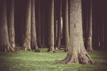 Tree trunks in the forest