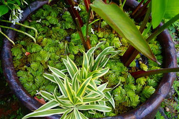 Floating grass or floating grass on ceramic plate - 浮草の浮かぶ水槽