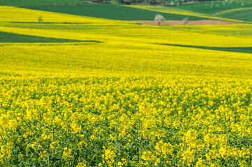 A yellow blooming rape field