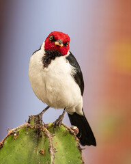 red capped cardinal