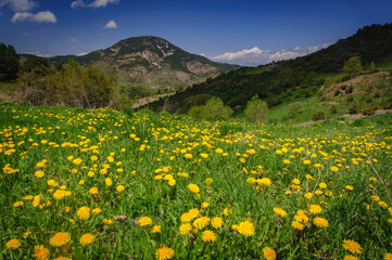 Fototapeta premium Flowers in Estana in spring (Cerdanya, Catalonia, Spain, Pyrenees)