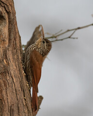 streak headed woodcreeper 