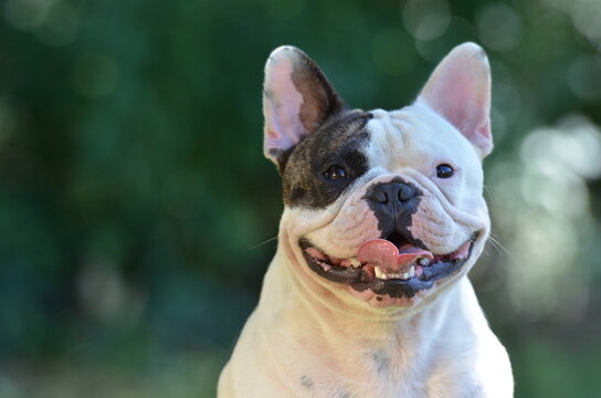 Franz&ouml;sische Bulldogge