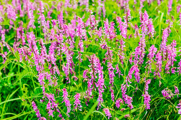 Background from field violet delicate flowers. Content for business, design.