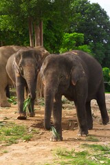 Elephant Nature Park in Thailand.