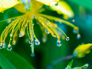 Water drop