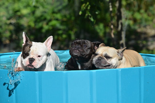 Franz&ouml;sische Bulldogge
