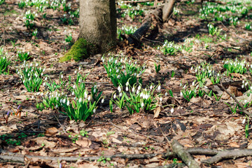 Snowdrops in a clearing in the forest. Spring primroses