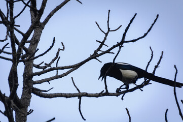 Magpie on a pine branch near Lake Bouillouses (Pyrenees-Orientales, Occitania, France)