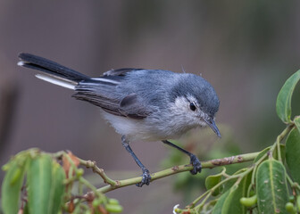 female tropical gnatcatcher portrait -1