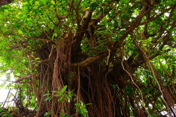 Giant green Banyan tree in Okinawa, Japan - 日本 沖縄県 ガジュマルの木 