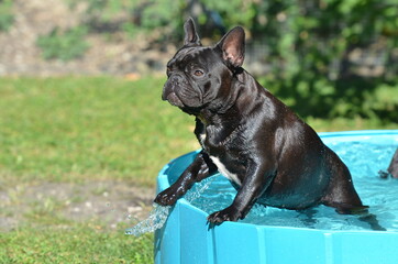 Französische Bulldogge