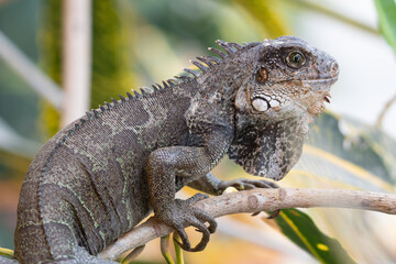 green iguana 