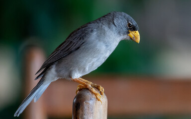 cinereous finch endemic to northern peru