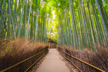 bamboo forest, Kyoto Japan 