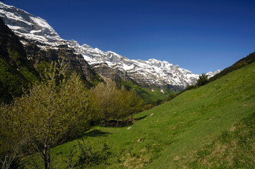 Fototapeta premium Pineta Valley in spring (Ordesa and Monte Perdido National Park, Aragon, Spain, Pyrenees)