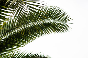 Palm tree leaves as a summer background