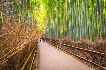 bamboo forest, Kyoto Japan 