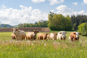 Kühe auf der Weide