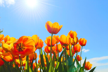 Bright orange flowers of tulips blooming in a garden on a sunny spring day with natural lit by sunlight. Beautiful fresh nature floral pattern.