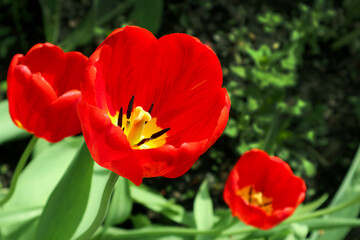Bright red flowers of tulips blooming in a garden on a sunny spring day with natural lit by sunlight. Beautiful fresh nature floral pattern.