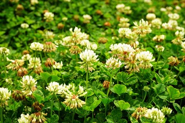 White Clover flowers - クローバー 白い花	
