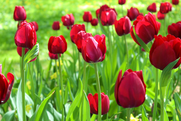 Bright red flowers of tulips blooming in a garden on a sunny spring day with natural lit by sunlight. Beautiful fresh nature floral pattern.