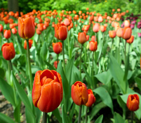 Bright red flowers of tulips blooming in a garden on a sunny spring day with natural lit by sunlight. Beautiful fresh nature floral pattern.