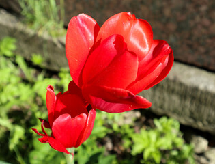 Bright red flowers of tulips on a dark background of a stone marble wall. Memorial concept.