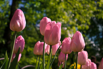 Pink flowers of tulips blooming in a garden on a sunny spring day with natural lit by sunlight. Beautiful fresh nature floral pattern.