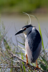 Héron bihoreau Nycticorax nycticorax en vue rapprochée