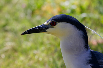 Héron bihoreau Nycticorax nycticorax en vue rapprochée