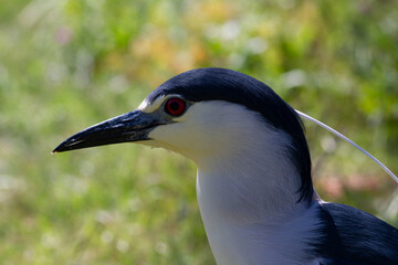 Héron bihoreau Nycticorax nycticorax en vue rapprochée