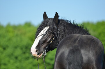 Shire Horse